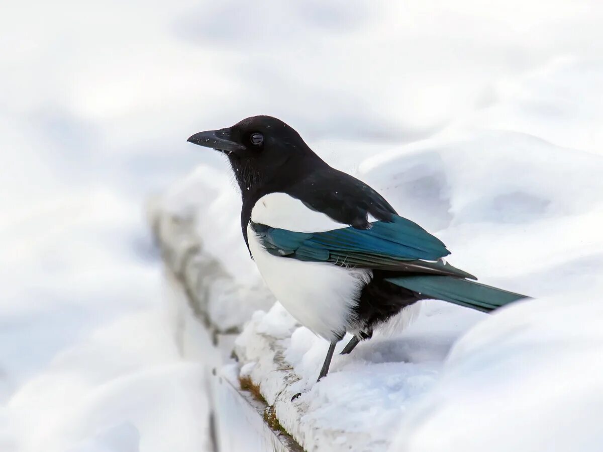 сорока в зимнем лесу. сороки морозы. сорока зимой. птицы на заснеженных ветках. сороки в лесу зимой в лесу.