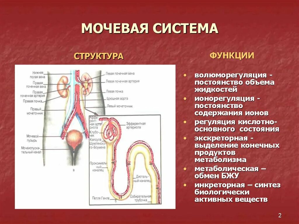 Мочевая система. Функции мочевой системы. Органы мочевыводящей системы. Функции мочеиспускательной системы.