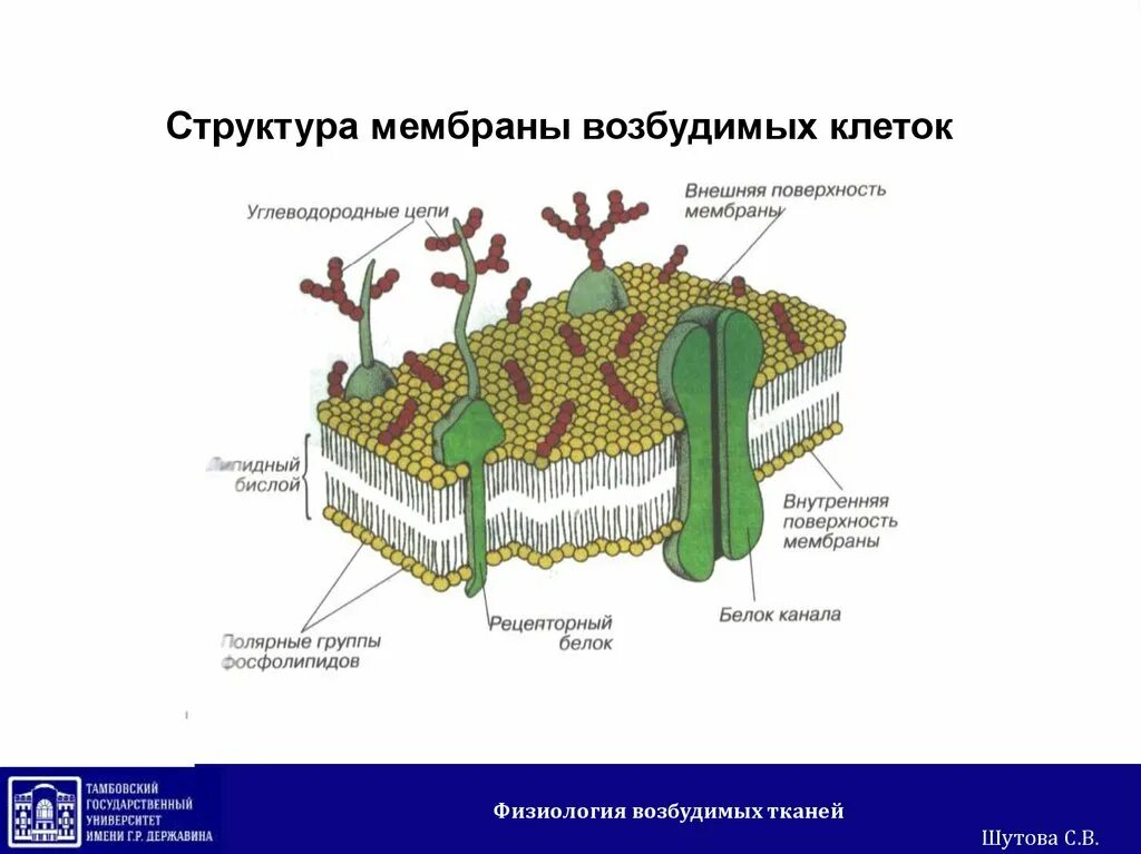 Строение мембраны возбудимых клеток. Строение клеточной мембраны возбудимой клетки. Строение клеточной мембраны физиология. Строение клеточной мембраны возбудимой клетки физиология. Слои образующие мембрану клетки