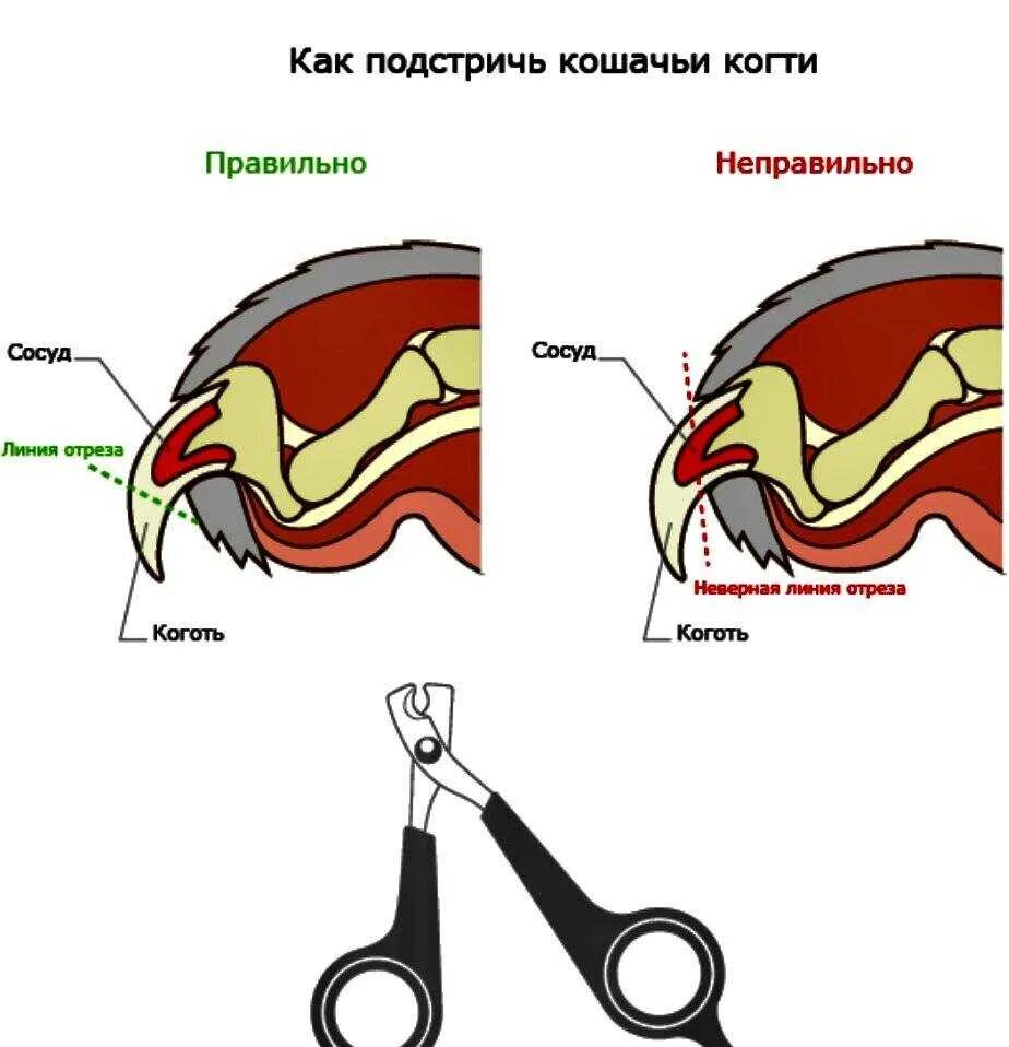 Как подстригать когти коту специальными ножницами. Обрезать когти коту в домашних. Как стричь когти кошке щипчиками. Как обрезать когти когтерезкой.