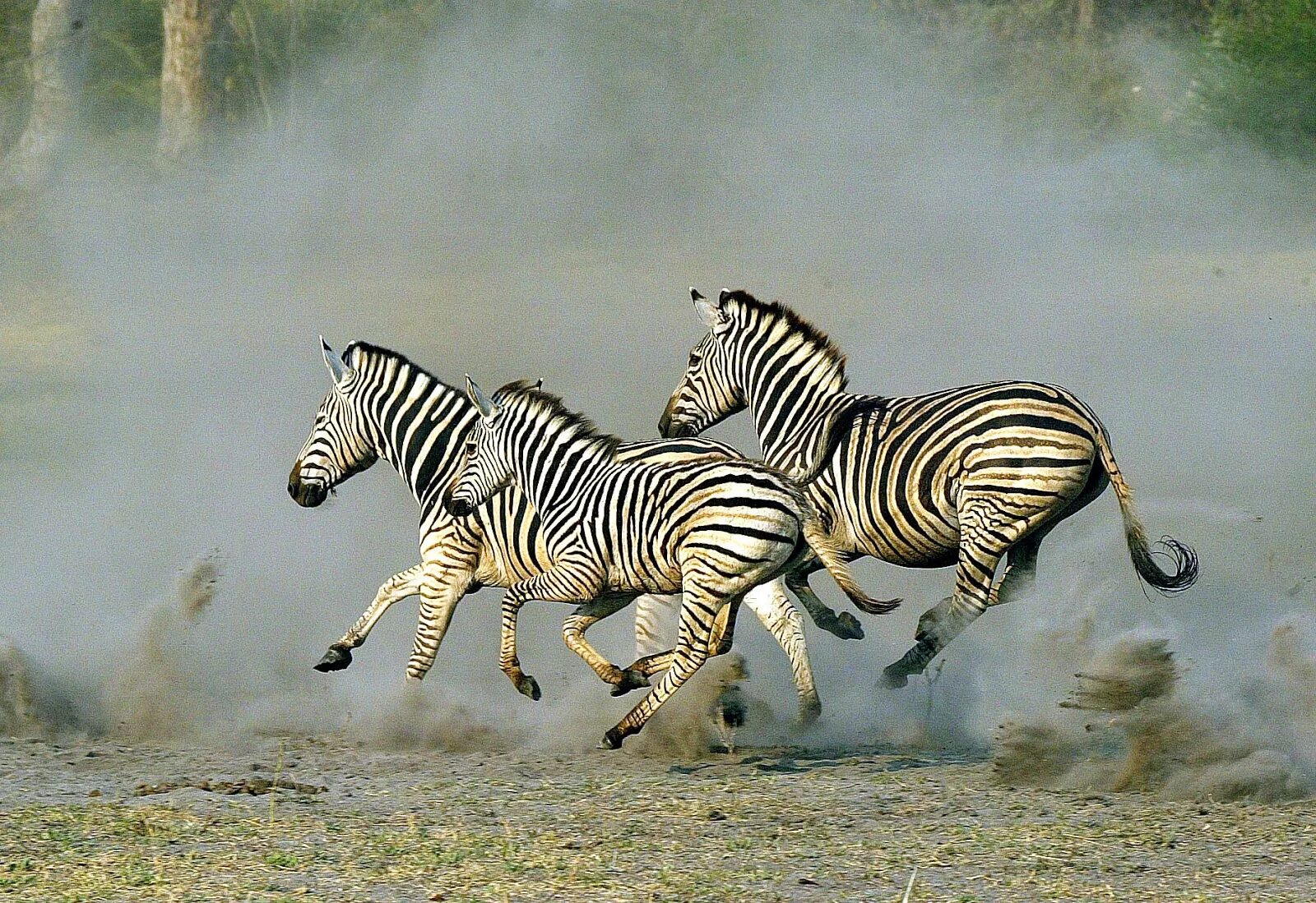 Зебра бежит. Животные бегут. Стадо зебр. Зебра убегает.