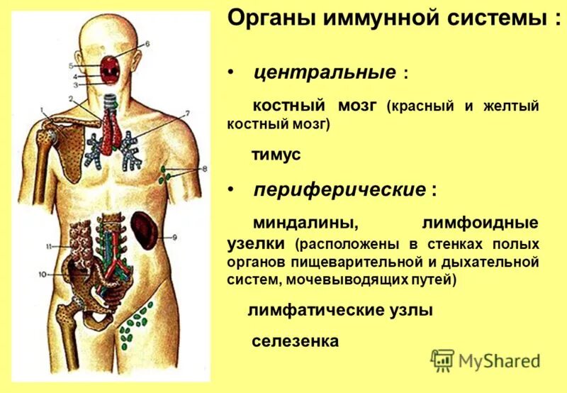 Центральные и периферические органы иммунной системы. К центральным органам иммунитета относятся. Перечислите центральные и периферические органы иммунной системы. Какие органы относятся к периферическим органам иммунной системы?.