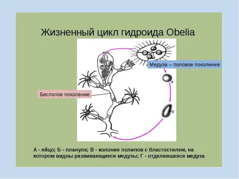 Кишечнополостные строение. Жизненный цикл hydrozoa. Жизненный цикл гидроидных кишечнополостных. Схема жизненного цикла гидроидных. Гидрозои жизненный цикл.