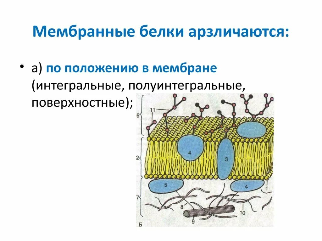 Поверхностные белки мембраны. Периферические мембранные белки функции. Поверхностные белки. Интегральные белки функции в мембране. Интегрированные мембранные белки функции.