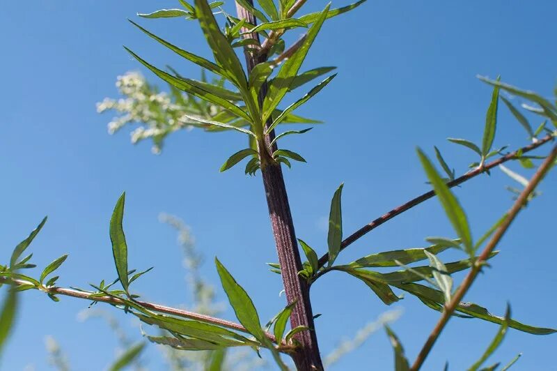 Полынь горькая в саду и огороде. Полынь горькая сорные растения. Плод полыни. Полынь artemisia vulgaris. Полынь обыкновенная стебель.
