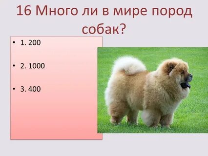 Сколько пород