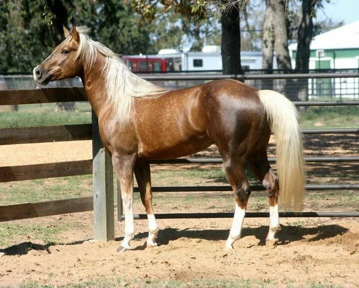 Rocky Mountain Horses in 2025 Horse breeds, Pretty horses, Horses