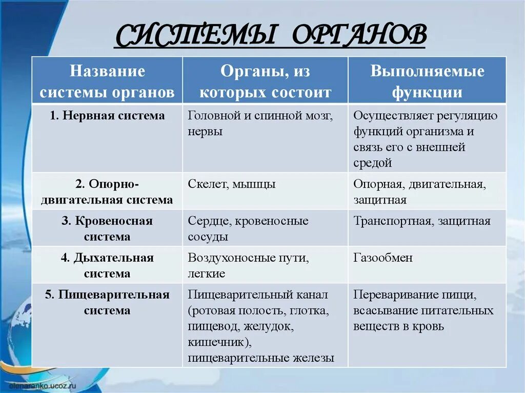 Органы человека и их функции. Таблица по биологии 8 класс система органов. Таблица по биологии 8 класс система органов органы функции. Таблица по биологии 8 класс название системы органы функции. Таблица системы органов человека название функции органы систем.