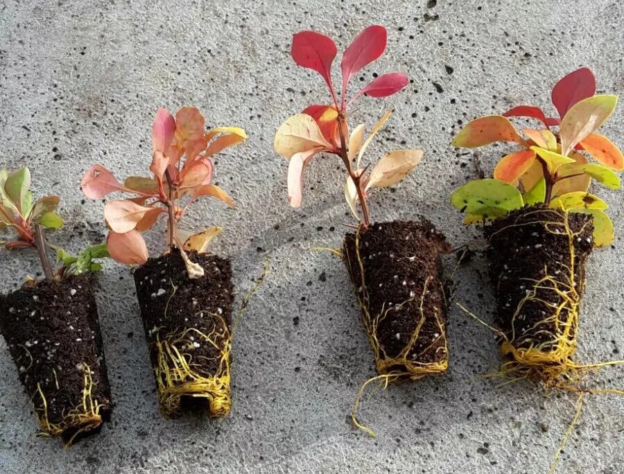 Укоренение спиреи черенками