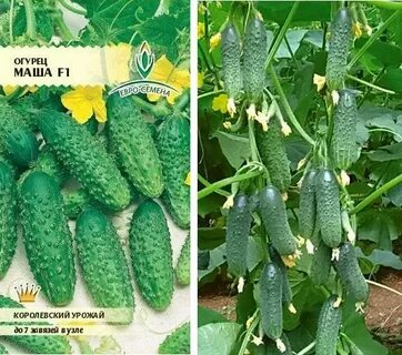 Огурец маша описание сорта отзывы