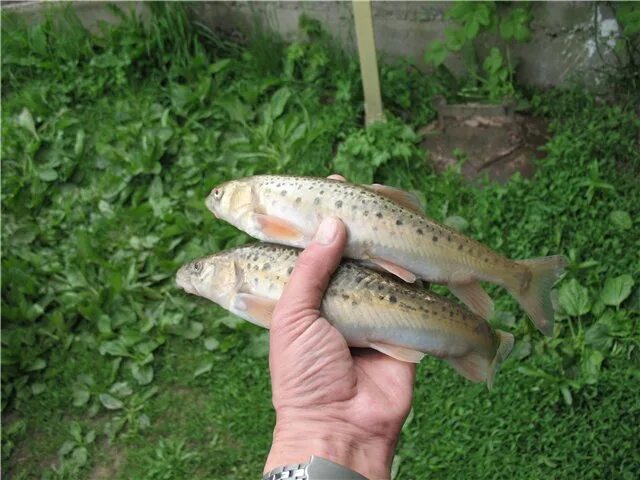 Pin on Freshwater Fish
