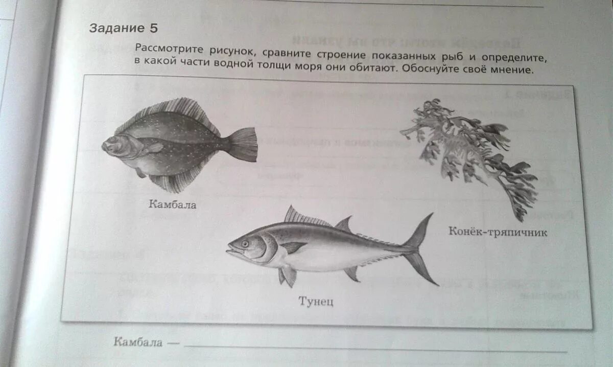 Рассмотрите рисунок. Рассмотри рисунок сравните строение показанных рыб и определите. Строение рыбы задание. Рассмотрите фотографию для иллюстрации.
