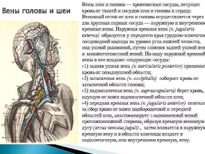 Яремная вена отток. Яремную вену и сигмовидный синус. Внутренняя яремная вена венозный отток. Яремная вена отток. Анатомия наружной яремной вены.