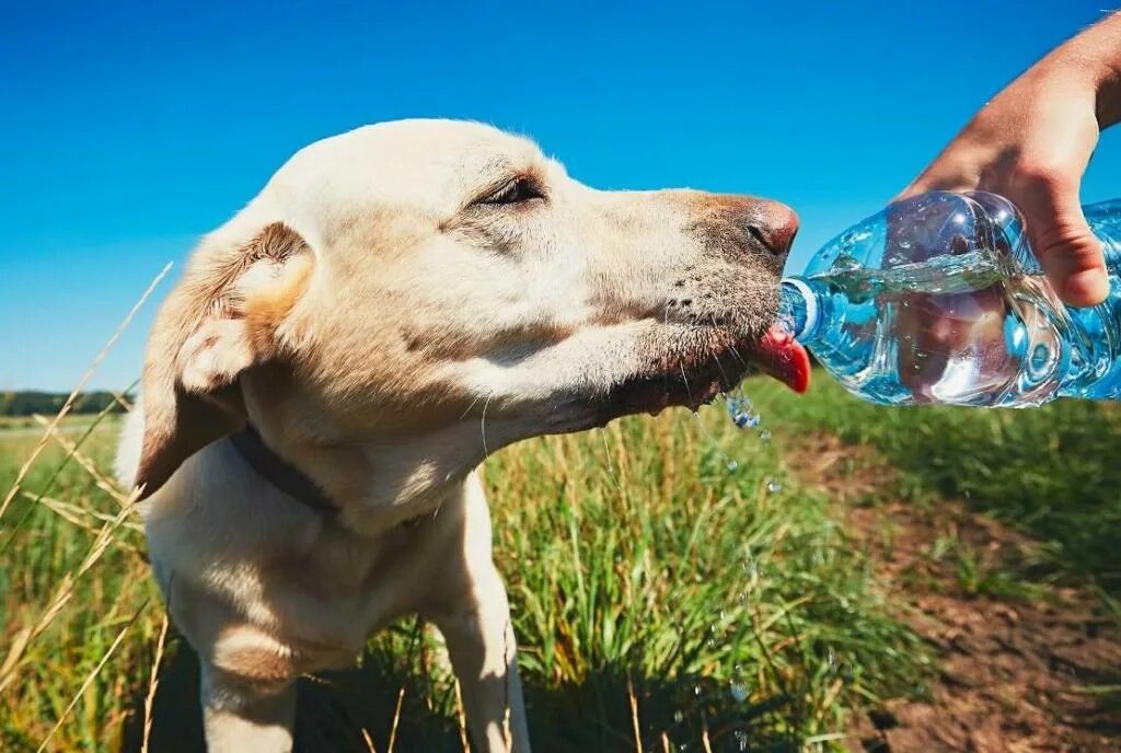 Собака жара. Собака в тазике. Собака жарко. Собака в жару смешное. Собаке жарко.
