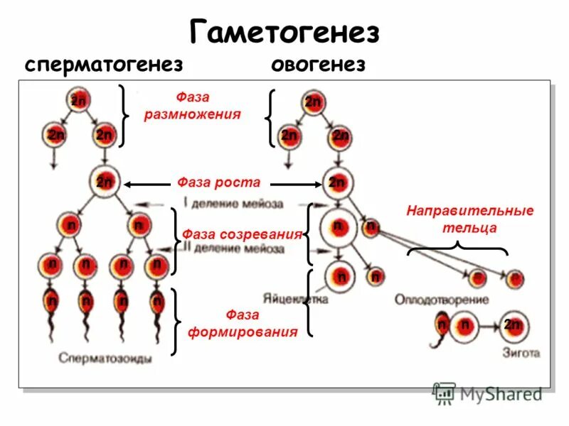 фаза созревания сперматогенеза. фаза созревания овогенеза. три направительные тельца. овогенез стадии кратко. стадии сперматогенеза и овогенеза.