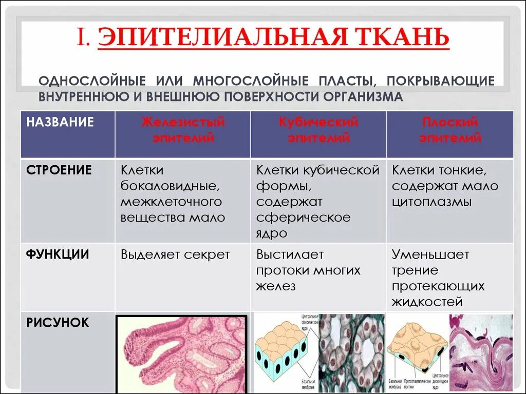 Какие функции выполняет эпителий. Эпителиальная ткань функции таблица. Строение эпителиальной ткани таблица. Строение и функции эпителиальной и соединительной ткани. Эпителиальная ткань строение и функции таблица.