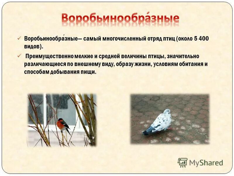 Самый многочисленный отряд. Отряд воробьинообразные описание. самый многочисленный отряд птиц. характеристика отряда воробьинообразные. особенности отряда воробьиные.