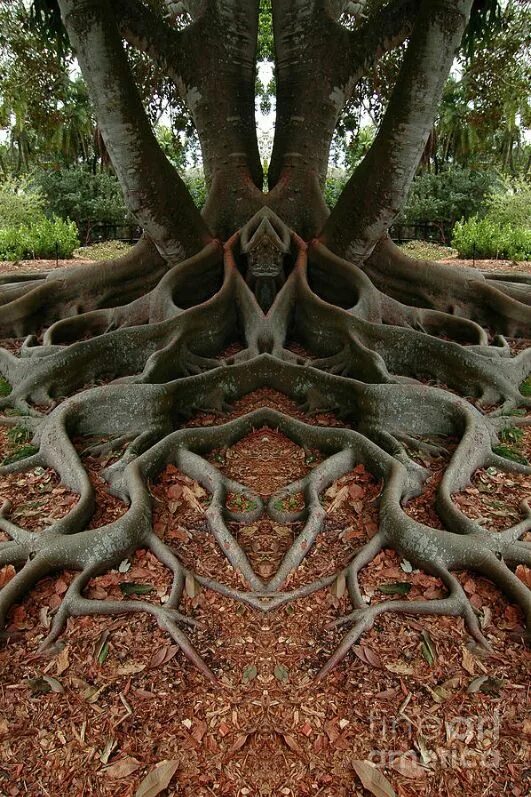 Природные формы дерева. Фикус душитель Баньян. Саманея саман дождевое дерево. Милорн дерево. Эбеновое дерево Коста Рика.
