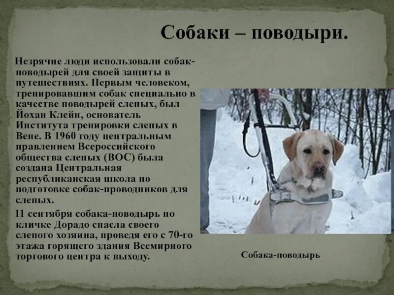 Где используются собаки. Международный день собак-поводырей. собака поводырь. собаки повыдыри информация. сообщение о собаке поводыре.