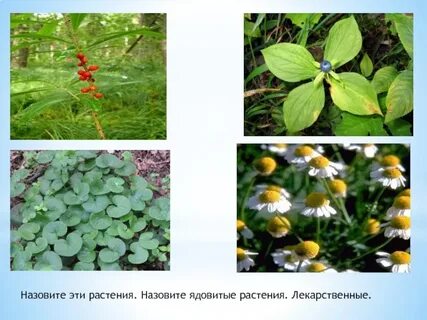 Лекарственные и ядовитые растения