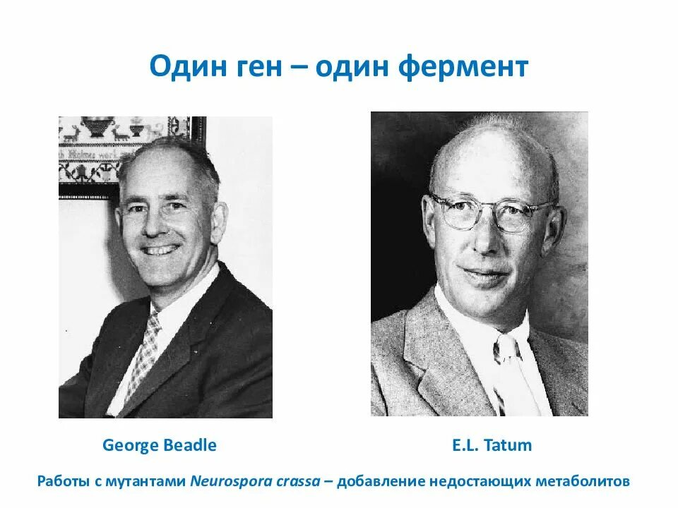 Гипотеза один ген один фермент ее современная трактовка. Эволюция концепции «один ген – один фермент». Гипотеза один ген один фермент ее современная трактовка. Один ген один фермент современная трактовка. Гипотеза бидла татума.