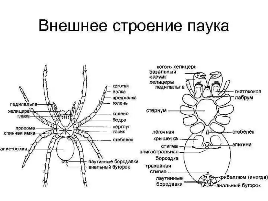 Паукообразные схема. Внешнее строение паукообразных схема. Схема внешнего строения тела паука. Внешнее строение паука птицееда. Строение паука крестовика.