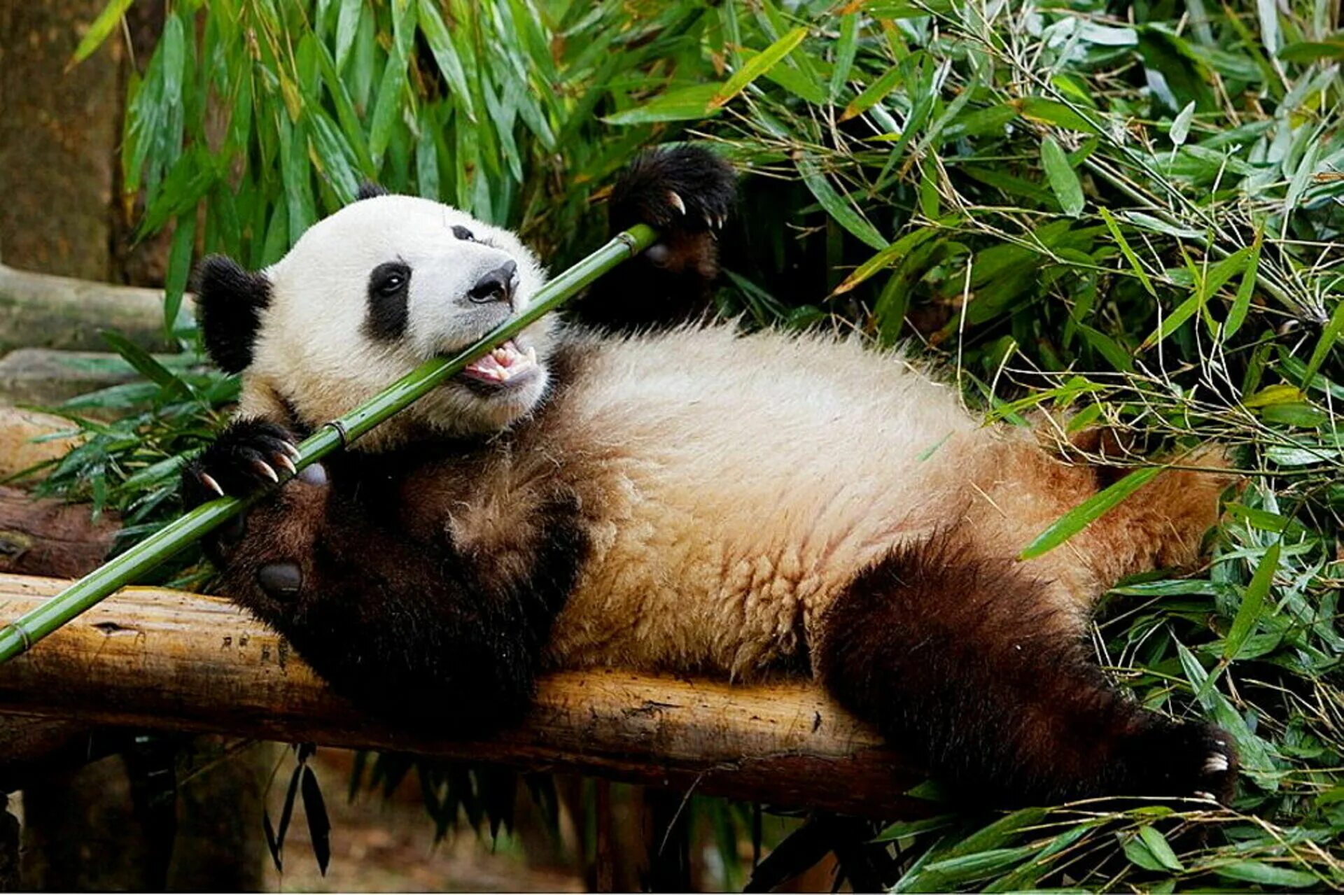 Большая панда что едят. Панда ест. Панда ест бамбук. Большая Панда с бамбуком. Китай Панда бамбук.