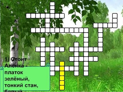 Береза сканворд