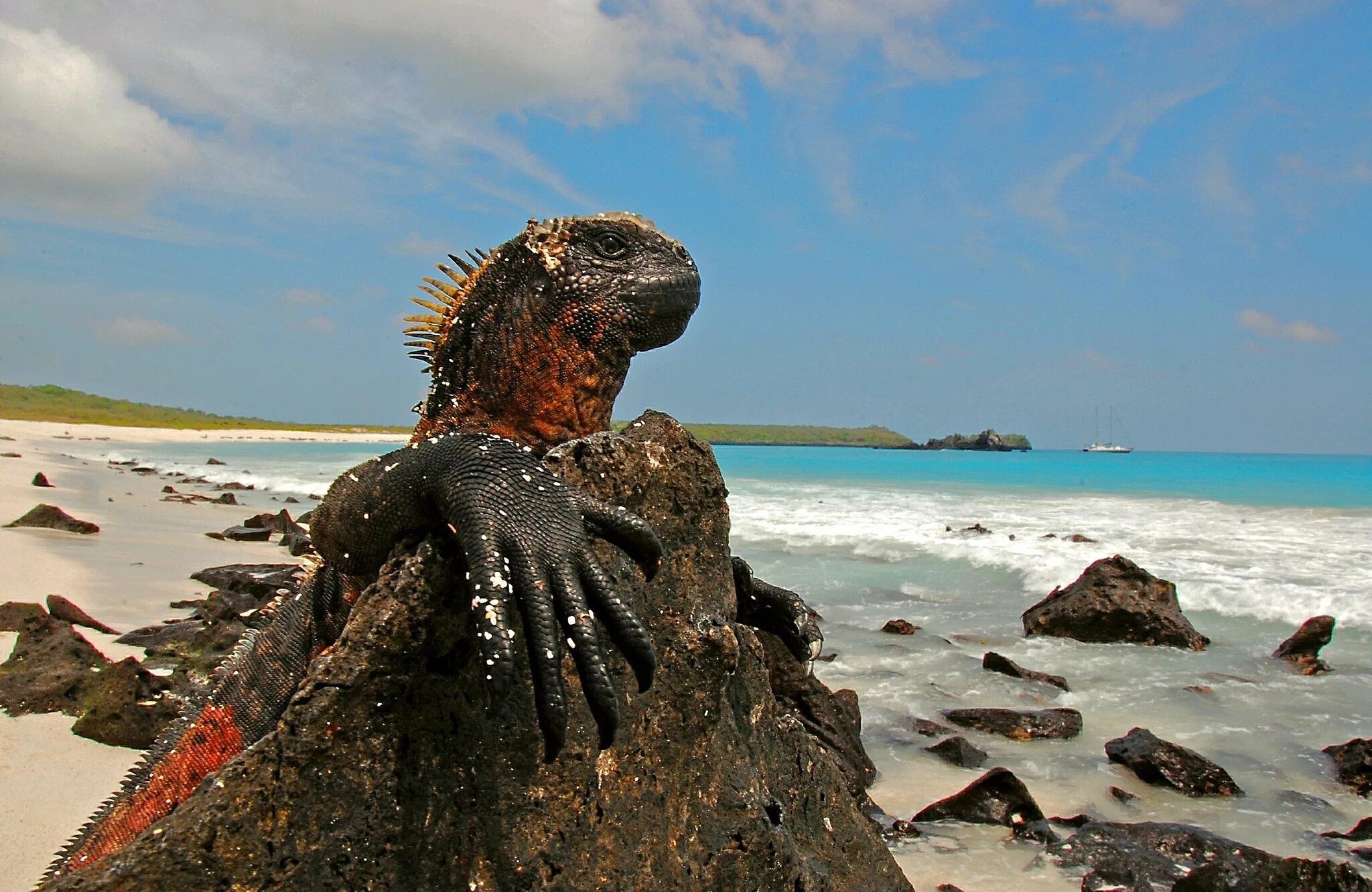 Морская игуана Галапагосские острова. Национальный парк Галапагосских островов, Эквадор. Животные Эквадора острова Галапагос. Эквадор морская игуана. Галапагосские острова как переводится с испанского