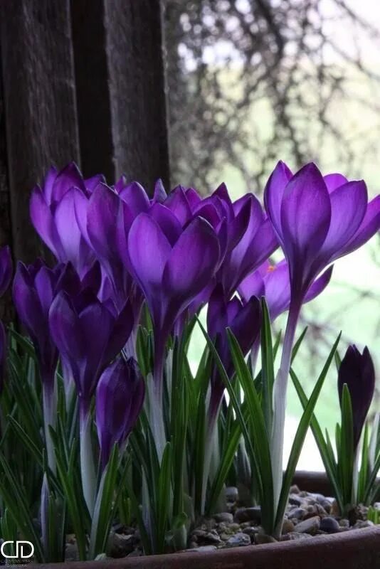 Крокус Шафран весенний. Крокус цветок фиолетовый. Крокусы сиреневые. Крокусы и подснежники. Подснежники сиреневые