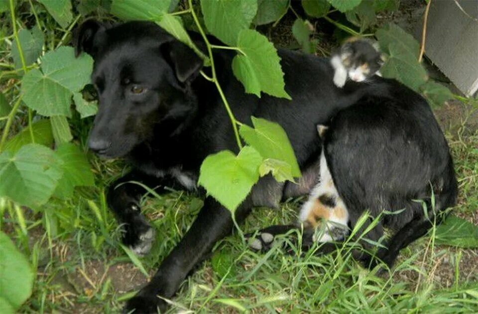 Щенок под опекой внука. Собака приютила котят. Собака удочерила котенка. Кошка усыновила щенка. Собак Сербия.