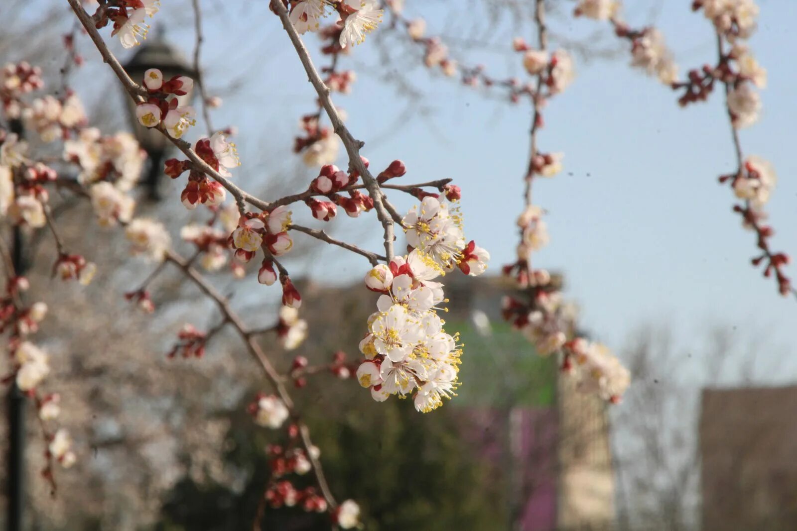 Зацветет евший. Абрикос цветет в крыму. Зацветет евший. Цветущий абрикос в крыму. Ель нобилис цветет.