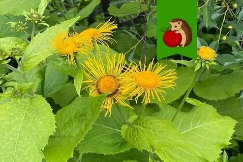 Девясил высокий 5 букв сканворд