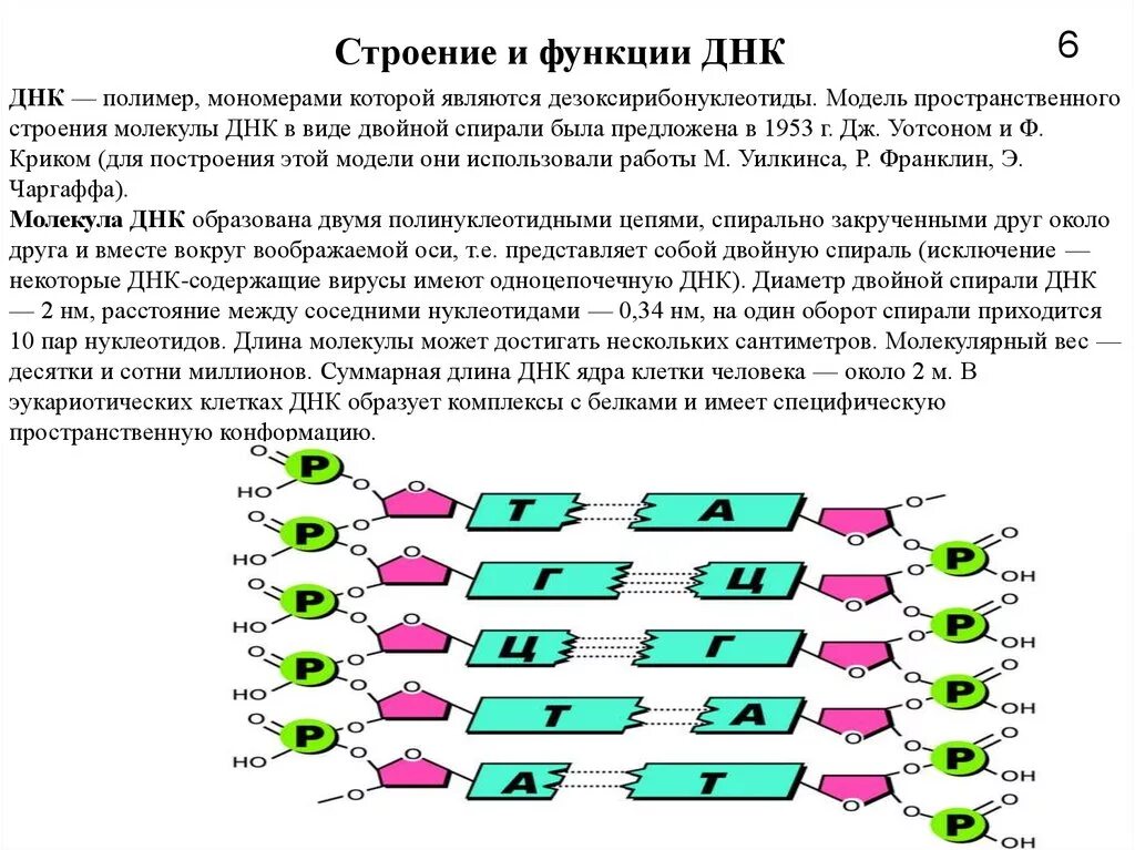 Строение молекулы виды молекул днк. Днк строение структура функции. днк состав строение функции. строение днк и ее функции. структура и функции молекулы днк.