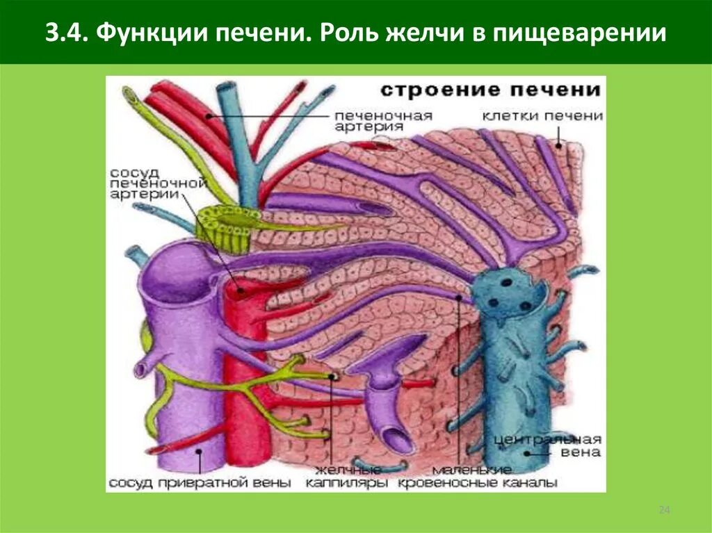 Строение печени. Строение печени анатомия. Функции печени. Микроскопическое строение печени.