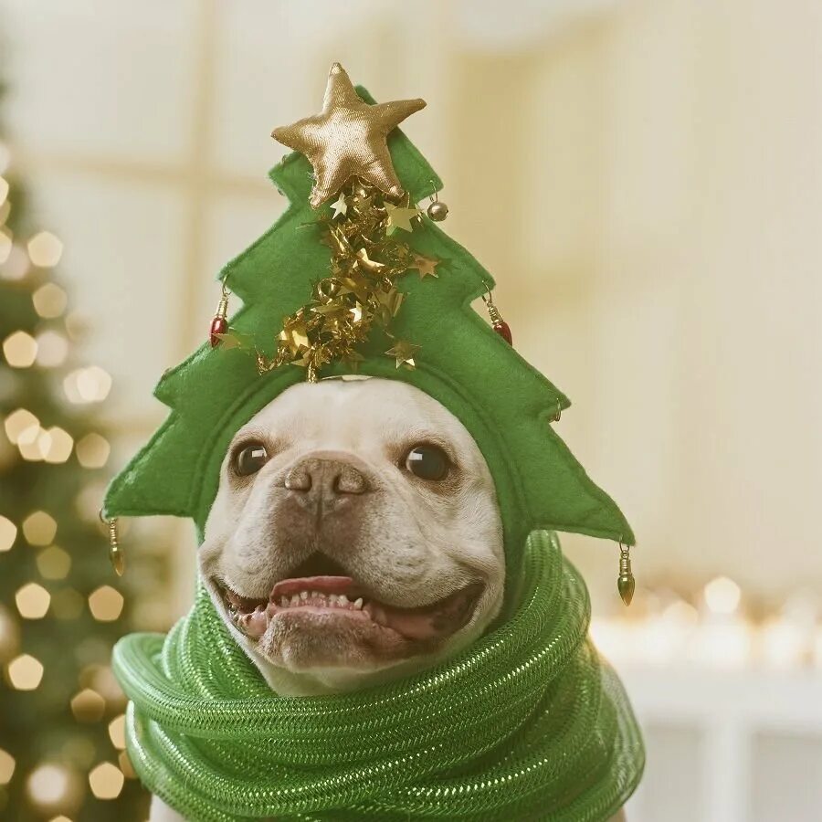 Новейшие смешные фото. Новогодние животные. Собака и елка. Смешные животные новый год. Новогодние приколы.