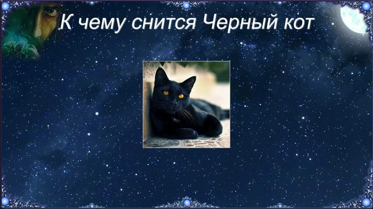 К чему снится черный кот. Сонник черный кот к чему снится. Сонник черный кот. К чему снится чёрная кошка.