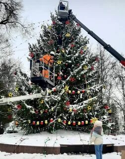 Ели брянск