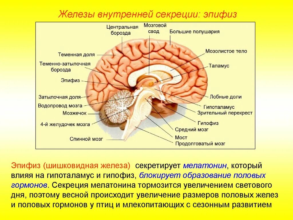 Гипофиз функции мозг. Строение головного мозга эпифиз. Структура головного мозга гипофиз. Гипоталамус таламус гипофиз эпифиз. Эпифиз расположение строение гормоны.