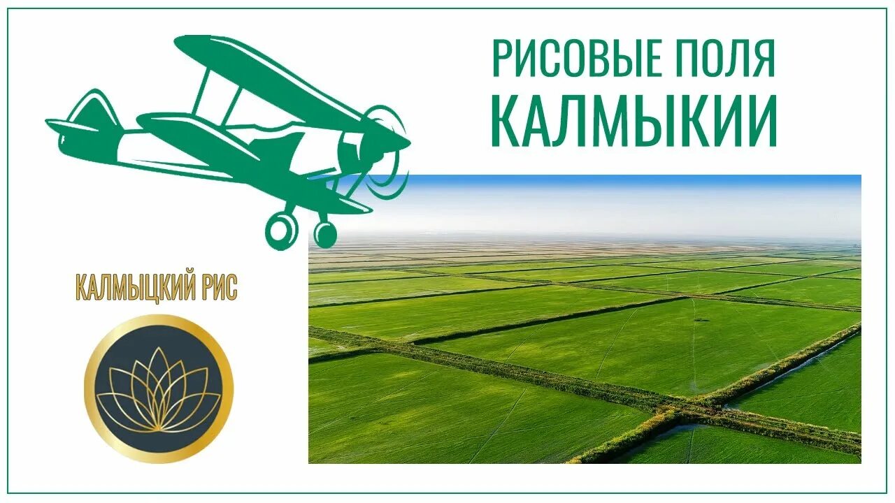 Калмыцкий рис. Царынский рис калмыкия. Выращивание риса в калмыкии. Царынский рис калмыкия. Рис растение.
