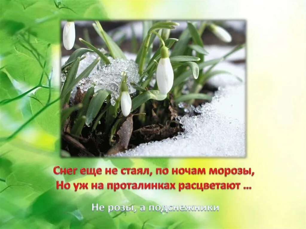 Вот зазвенел сушняк захрустел снег. Стихотворение на проталинке весной. весна в окно стучится сочинение. снег ещё не стаял. сочинение по теме весна стучится в окно.