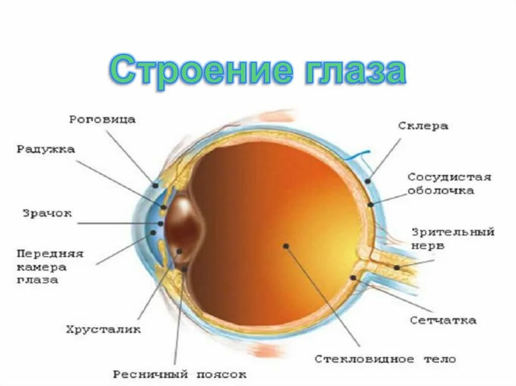 Элементы органы зрения. Строение глаза строение и функции. Зрительный анализатор строение органа зрения. Орган зрения анатомия человека. Строение глаза человека схема и функции.