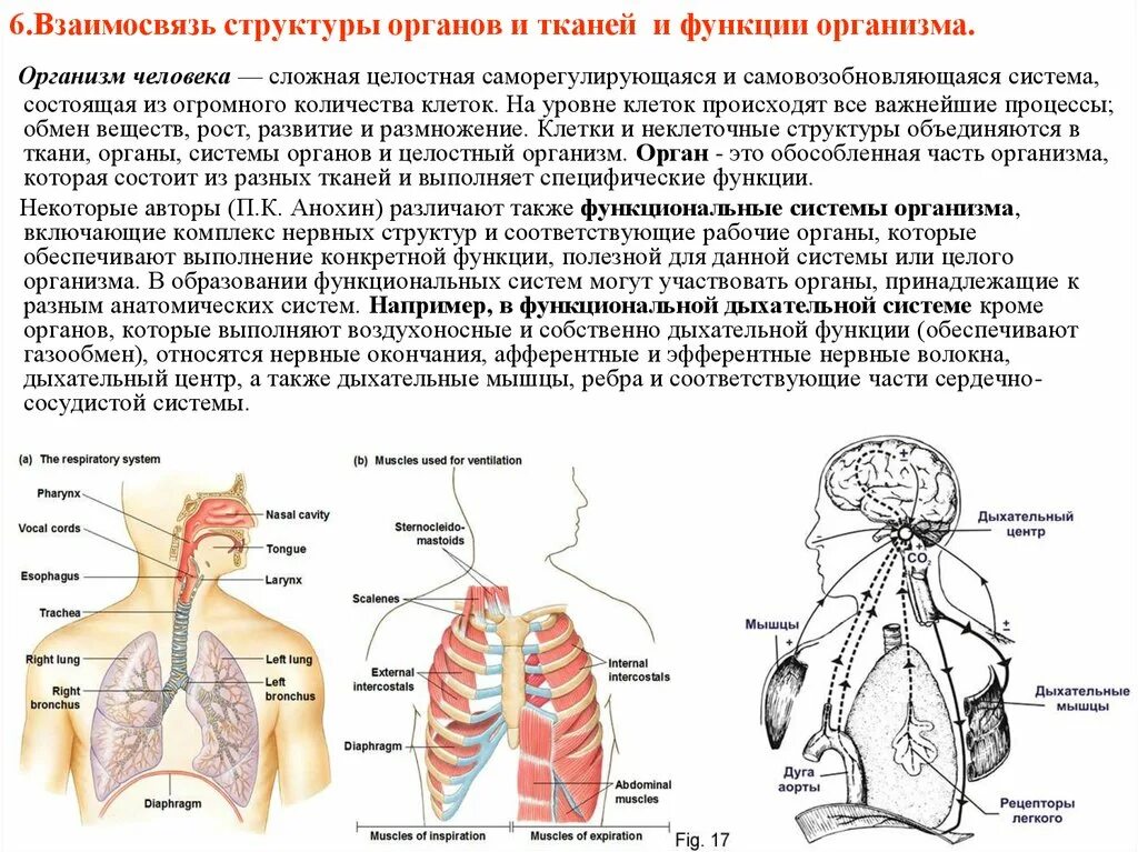 Либо с организациями и органами. Взаимосвязь структур органов и тканей. Взаимосвязь строения и функций органов. Системы органов организма человека. Взаимосвязь систем организма.