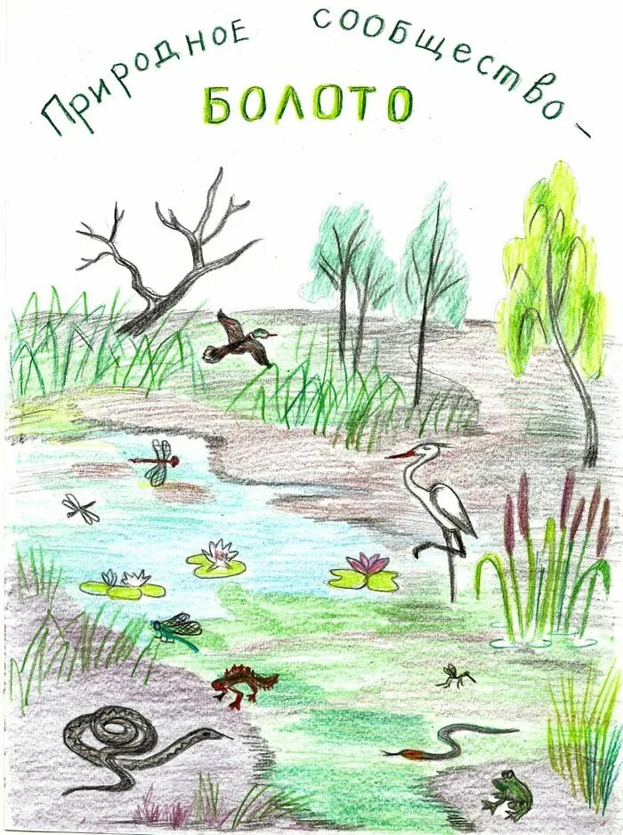 Природное сообщество рисунок. Болото для детей обитатели болота. Рисунок болота. Природное сообщество болото. Рисунок сообщество биология 5 класс