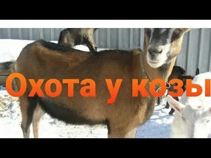 Время охоты коз