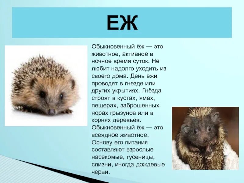 Еж это зверь потому что закончить предложение. Ёж это зверь или животное. Ёж обыкновенный краткое описание. Ёж это зверь потому что. Ёжик обыкновенный описание.