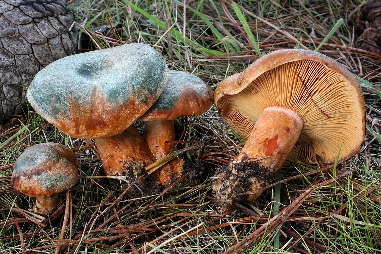 Рыжик идет. Рыжик Сосновый/Боровой (Lactarius deliciosus);. Рыжик настоящий Lactarius deliciosus. Еловик гриб. Королевский Рыжик гриб.