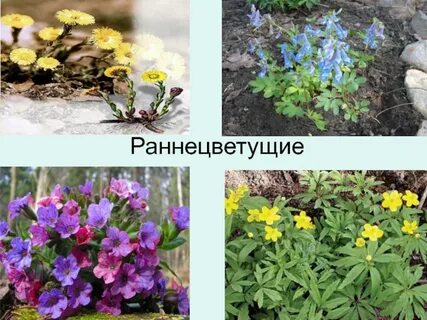 Кладовые у раннецветущих растений