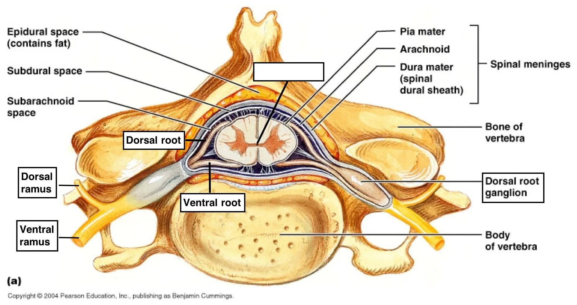 Грыжа мозговых оболочек латынь. Эпидуральное пространство спинного мозга. Дуральный мешок спинного мозга. Эпилурал ное пространство. Эпидуральное пространство расположено.