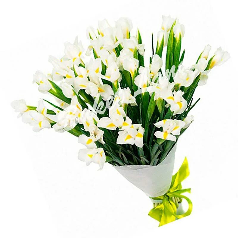25 белых ирисов. 101 ирис белый букет. свадебный букет из белых ирисов. огромный букет белых ирисов. ирис 0101 белый.